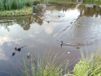 High angle view of ducks swimming in lake