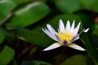 Close-up of purple water lily