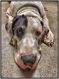 Close-up portrait of dog