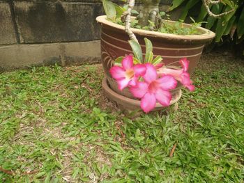 High angle view of pink flower pot