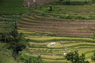 High angle view of agricultural field