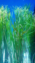 Close-up of fresh green plants in water