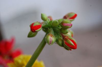 Close-up of red flowering plant