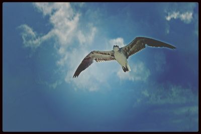 Low angle view of bird flying against cloudy sky