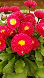 Close-up of red flowers blooming outdoors