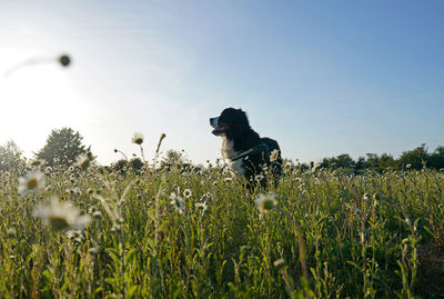 Silhouette of the dog standing in the field of daisies