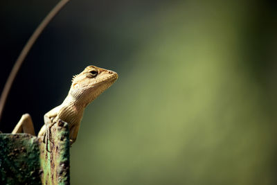 Close-up of a lizard looking away