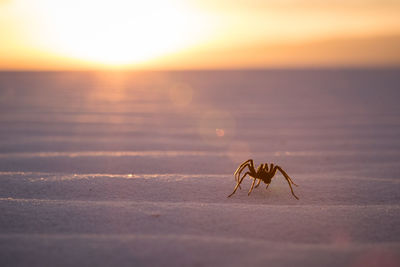 Close-up of spider on beach against sky during sunset