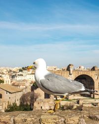 Seagull on a building