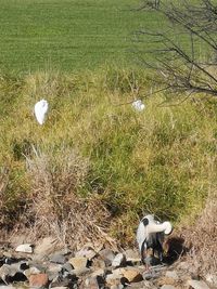 High angle view of birds on field