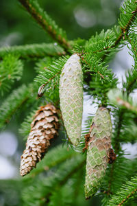 Close-up of plant