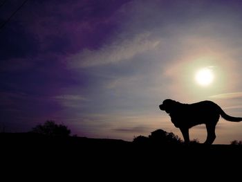 Close-up of dog at sunset