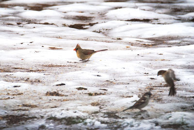 Close-up of bird