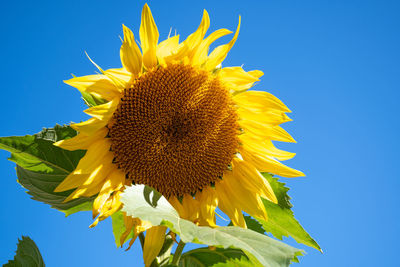Low angle view of sunflower against sky