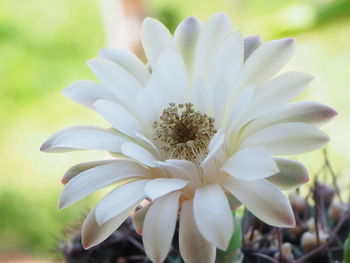 Close-up of white flowering plant