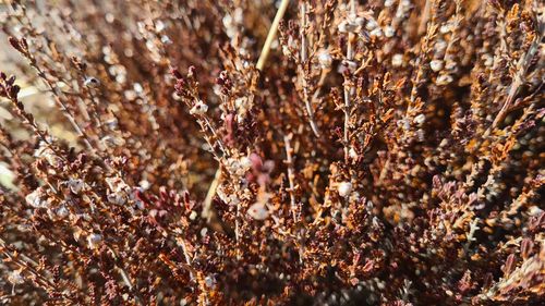 Full frame shot of flowering plants