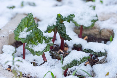 Close-up of snow covered plants on field
