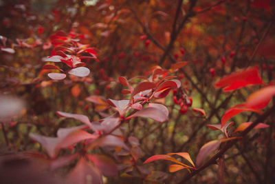 Close-up of red maple leaves on plant during autumn