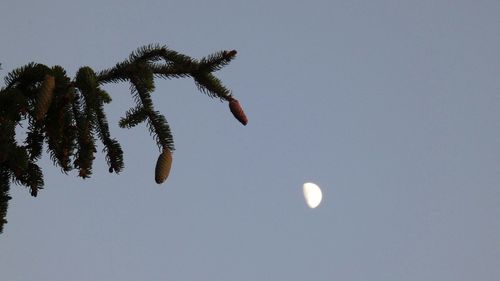 Low angle view of tree against clear sky at night