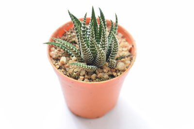 Close-up of potted plant against white background