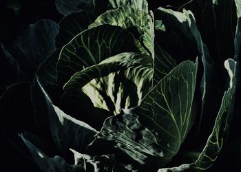 Full frame shot of leaves