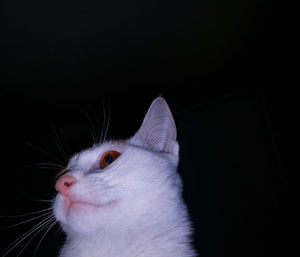 Close-up portrait of cat against black background