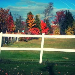 Flowers growing in garden