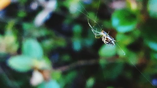 Close-up of spider on web