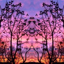 Silhouette of bare tree at sunset