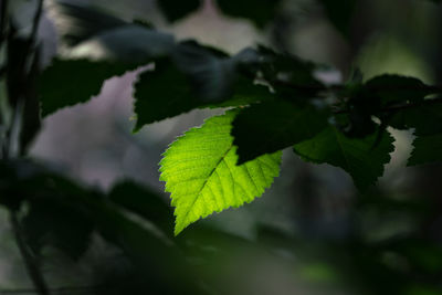 Close-up of leaves