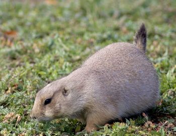 animal