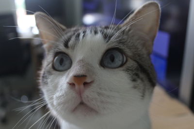 Close-up portrait of cat at home