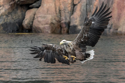 Close-up of eagle flying over lake