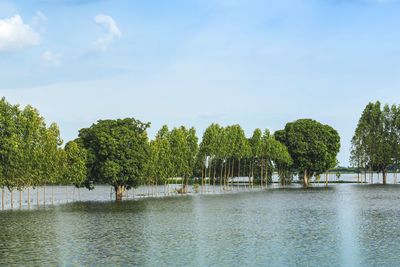 Scenic view of traditional flooded fields like a still lake on floating season in rural thailand. 