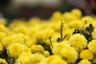 Close-up of insect on yellow flowers