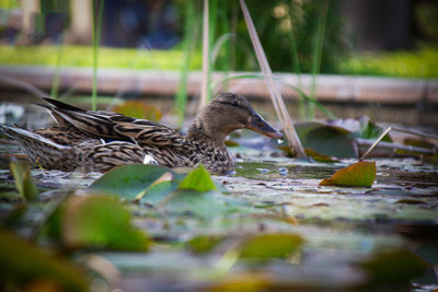 Close-up side view of a bird in water