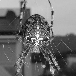 Close-up of spider web