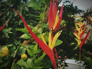 Close-up of red flowers