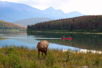 Canoes enjoy the rocky mountains with wildlife on the shore.