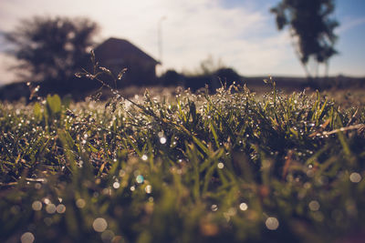 Close-up of grass growing on field