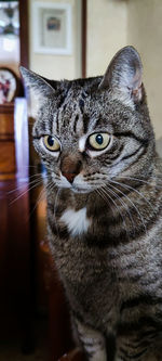 Close-up portrait of tabby cat