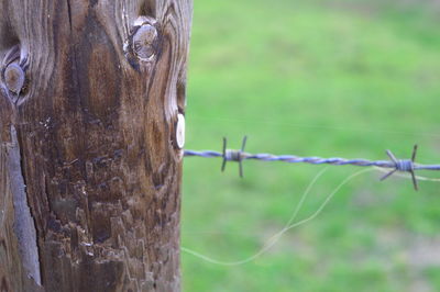 Close-up of lizard on fence