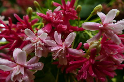 Close-up of pink flowers