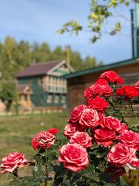 Close-up of flowering plant against building