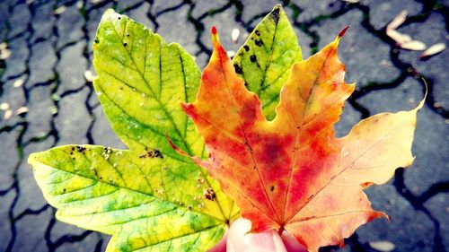 Close-up of autumnal leaves