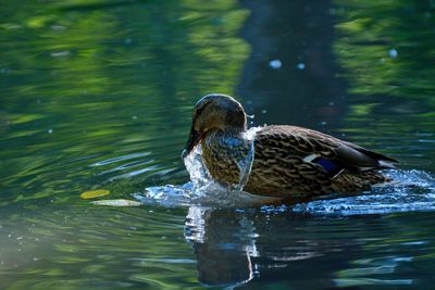 Duck swimming in lake