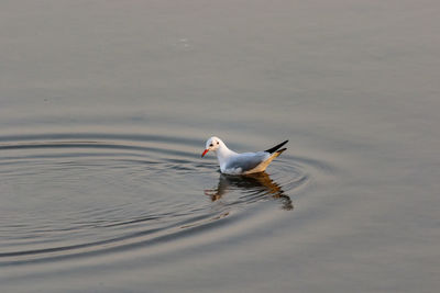 Bird swimming in lake