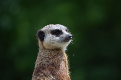 Close-up of meerkat