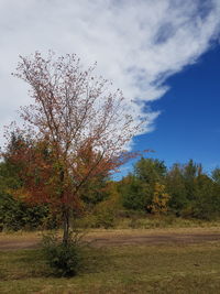 Trees against sky during autumn