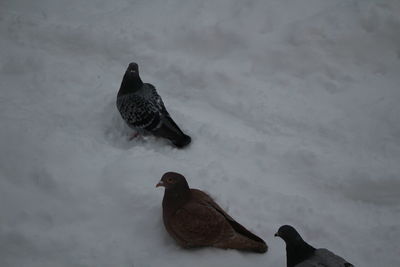 Bird on snow